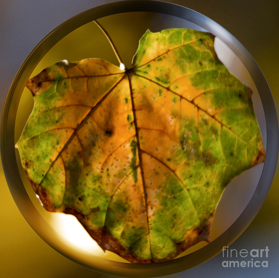 Fall Photograph - Circle of Leaf by Tom Gari Gallery-Three-Photography