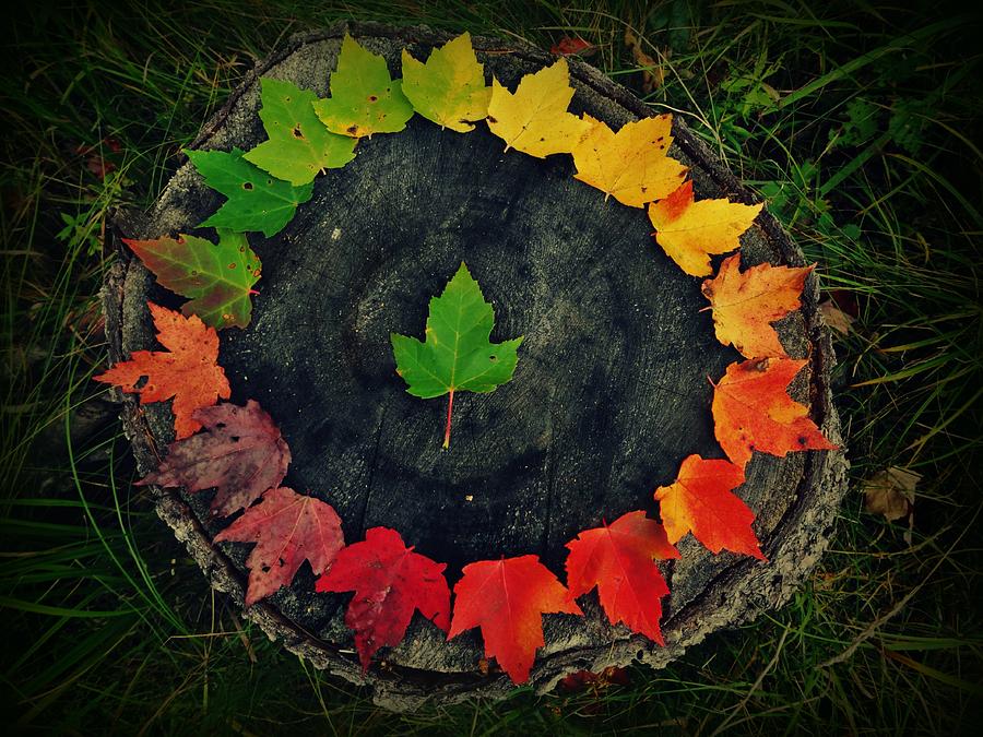 Fall Photograph - Circle of Leaves  by Sarah Pemberton