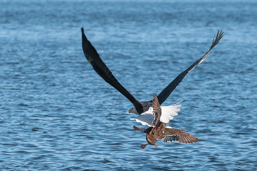 Circle of Life Photograph by J H Clery - Fine Art America