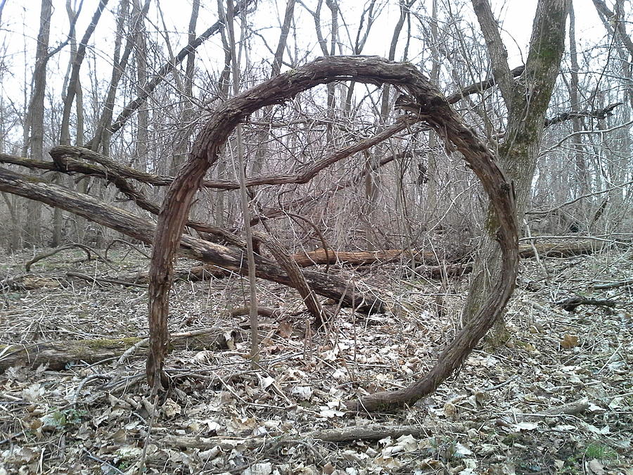 Vines Photograph - Circle Of Life by Jim Arnold