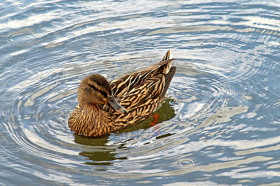 Duck Photograph - Circle of Life - Mallard Duck Swimming by Gill Billington
