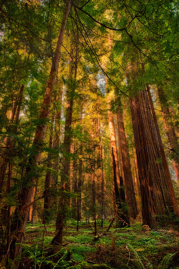 Circle of Light - California Redwoods Painting by Dan Carmichael