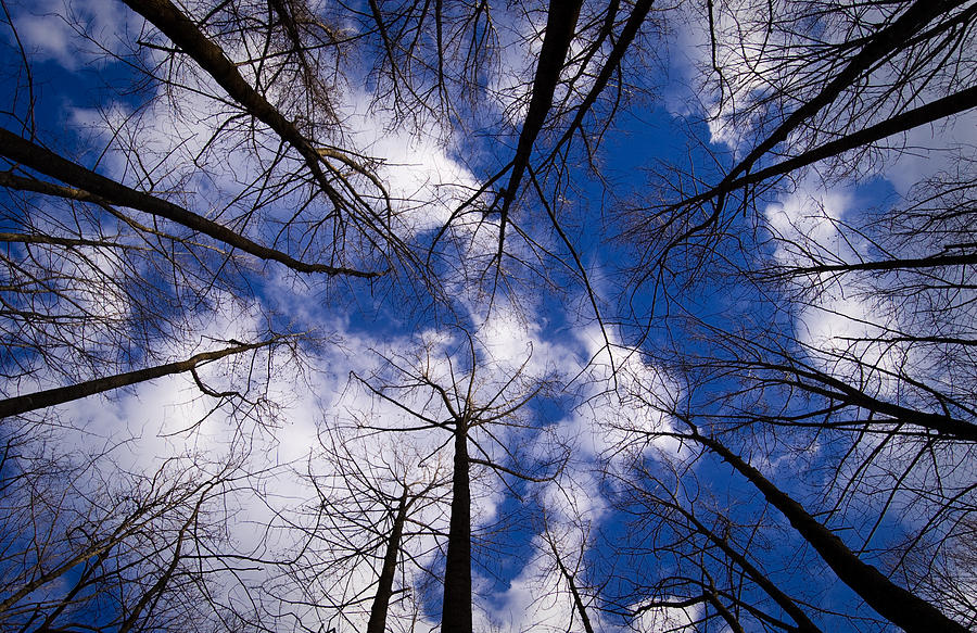 Circle of Trees Photograph by Cara Moulds - Fine Art America