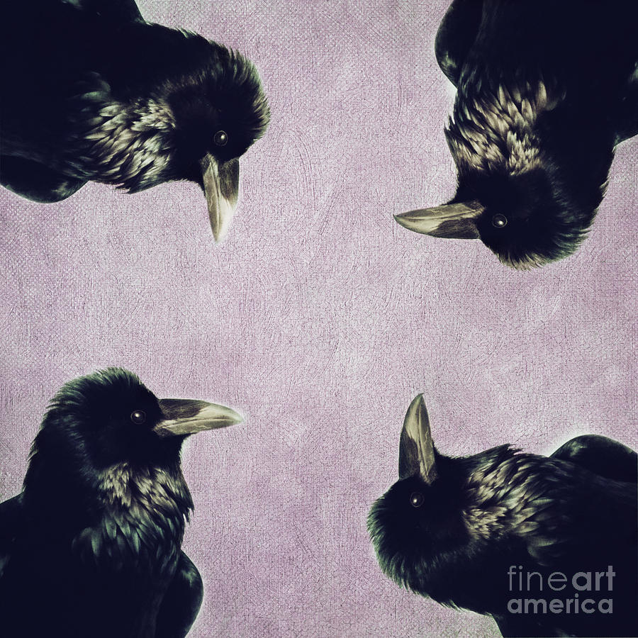 Raven Photograph - Circle Of Wisdom by Priska Wettstein