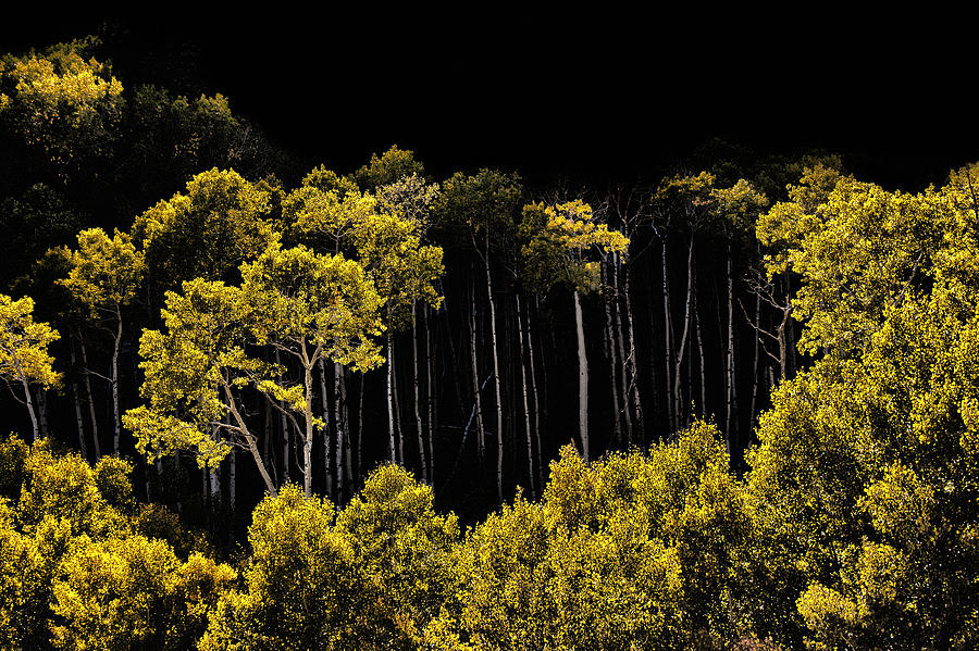 Tree Photograph - Circle of Yellow by David Kehrli