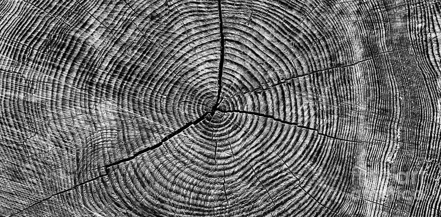 Nature Photograph - Circles of Time by Tim Gainey