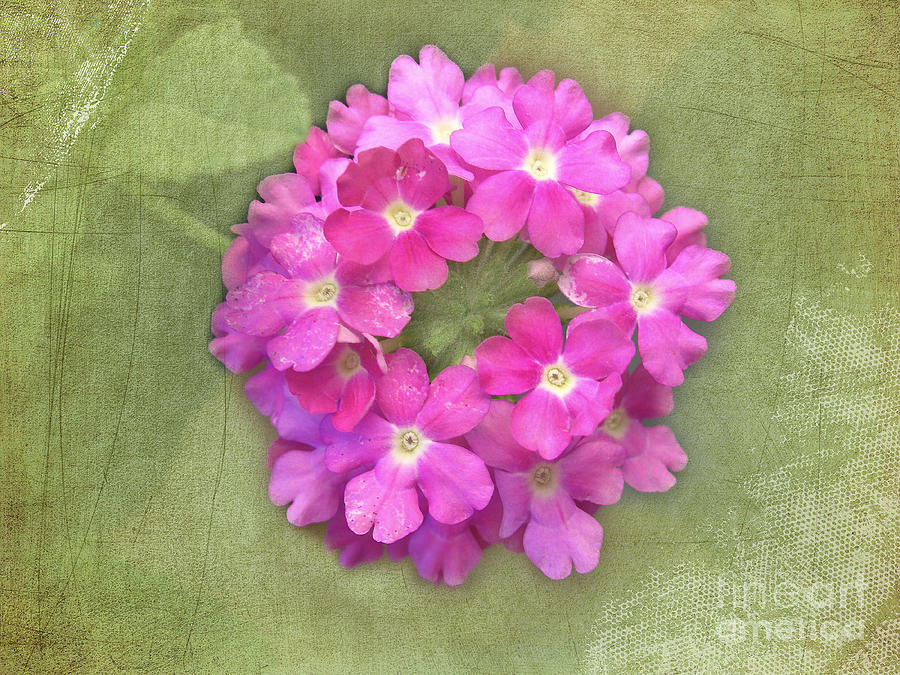 Flower Photograph - Circlet by Judi Bagwell