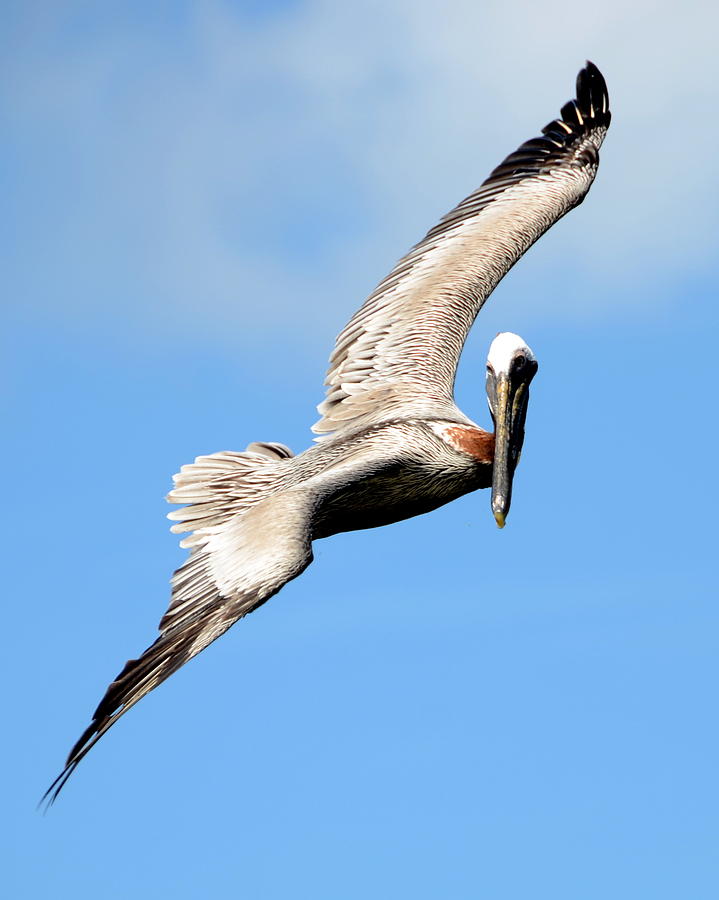 Circling for a Landing Photograph by Dave Wangsness - Pixels