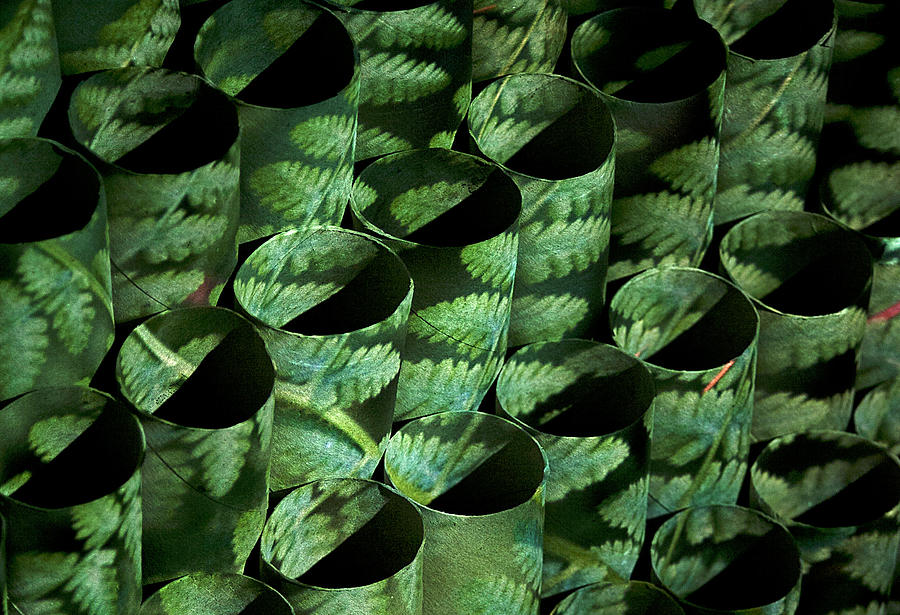 Circular Ferns Photograph by Doug Davidson
