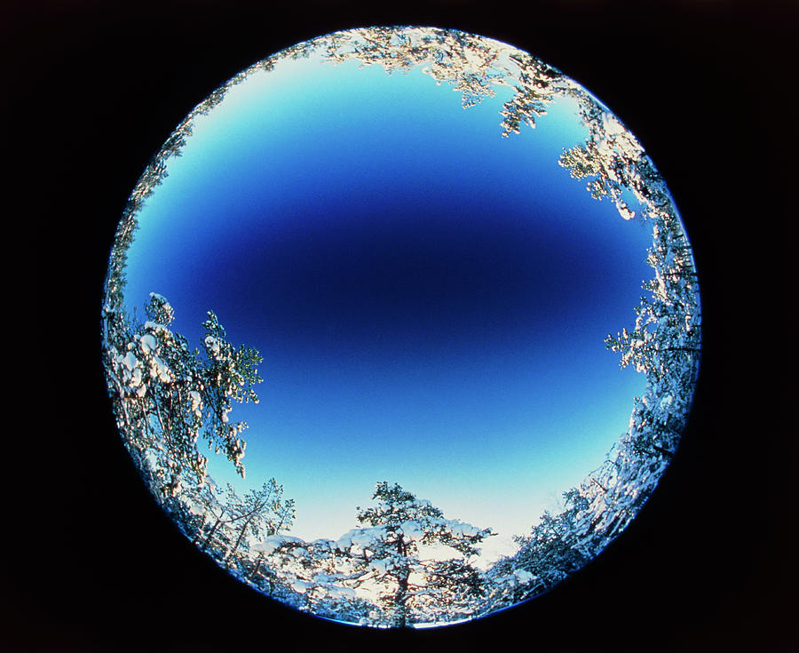 Circular Fish-eye View Of Snowy Trees & Blue Sky Photograph by Pekka Parviainen/science Photo Library