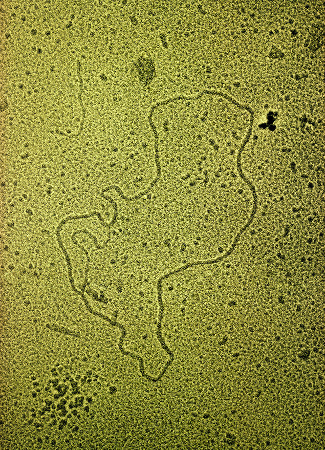 Circular Loop Or Plasmid Of Bacterial Dna Photograph by Pamela Mcturk