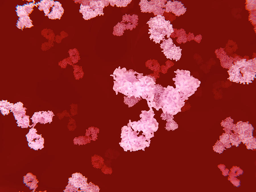 Circulating Antibodies, Illustration Photograph by Juan Gaertner