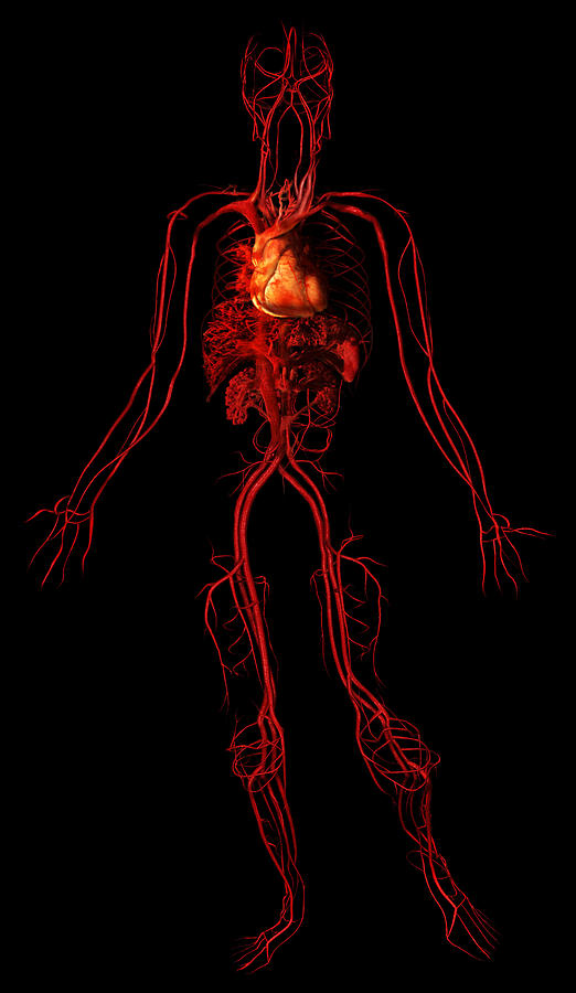 Anatomy Photograph - Circulatory System by Anatomical Travelogue