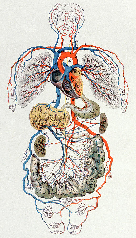 Circulatory System Photograph by Cci Archives/science Photo Library ...