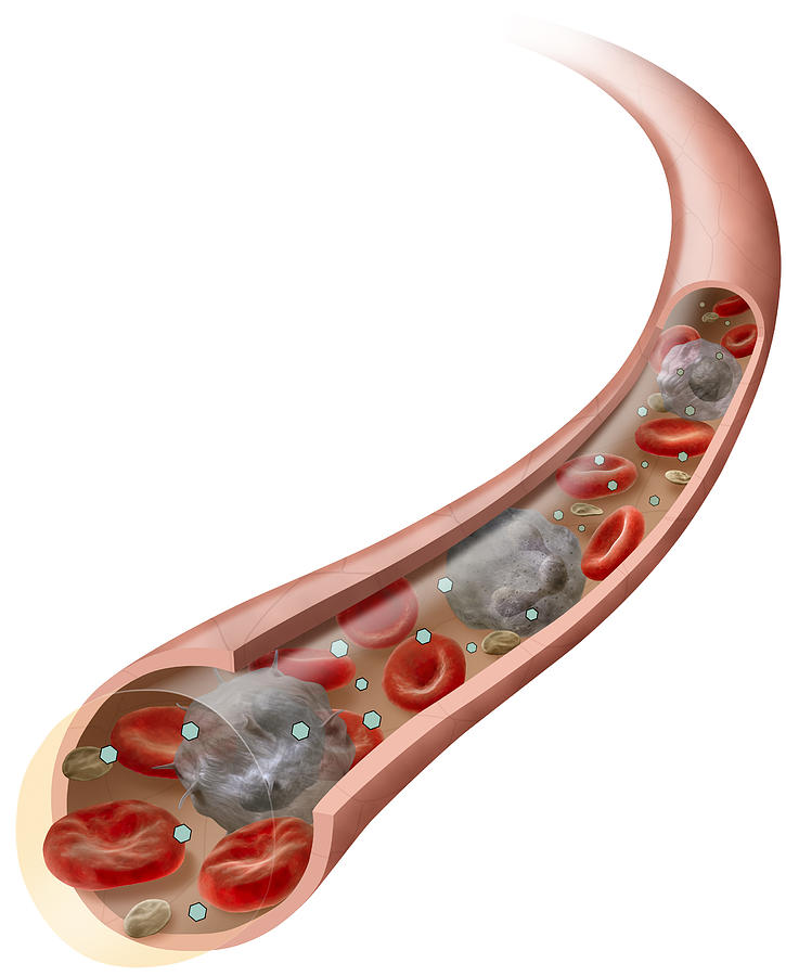 Circulatory System, Illustration Photograph by QA International