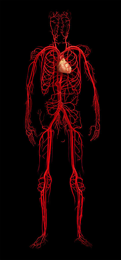 Circulatory System, Male Figure Photograph by Anatomical Travelogue