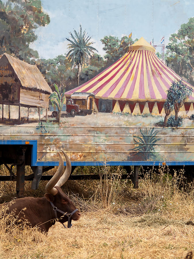 circus circus 1 - A vintage circus wagon with african paint and a long horn bovine Photograph by Pedro Cardona Llambias