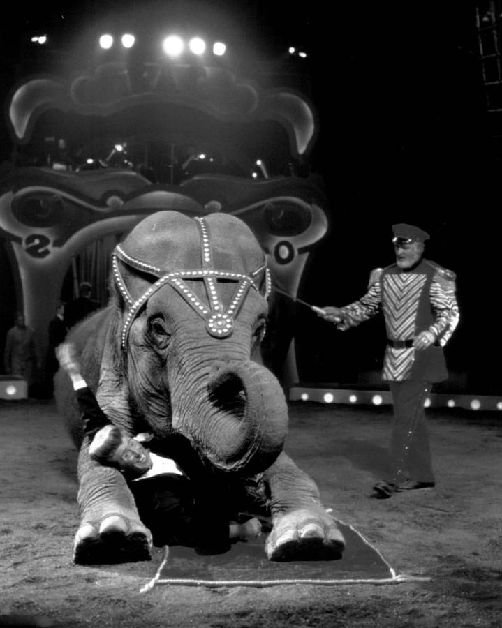 Circus Elephant Has Disipline Photograph by Retro Images Archive