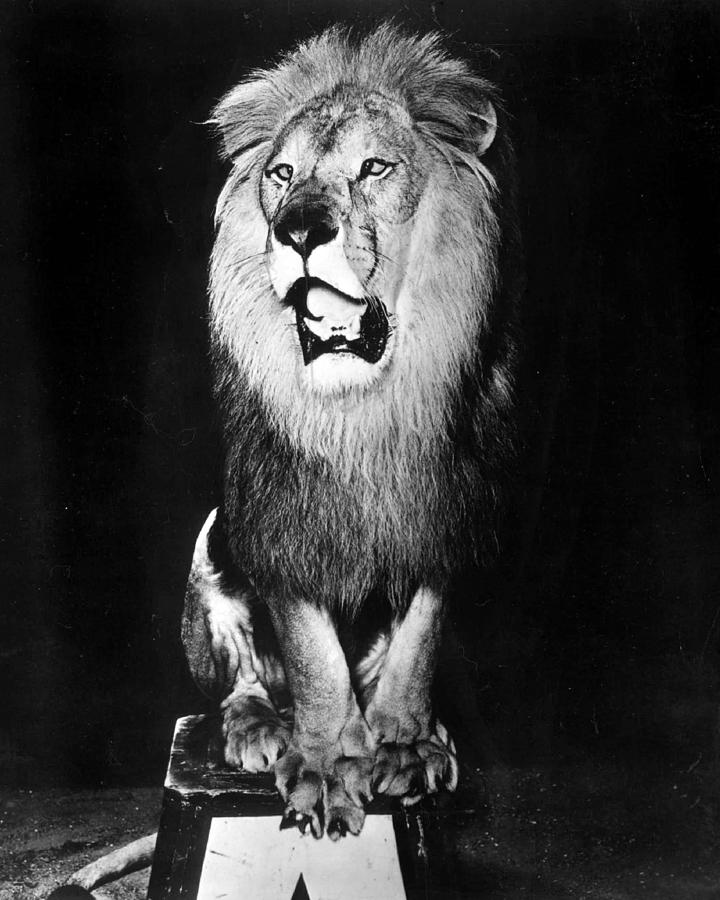 Circus Lion Shows He Is Royality Photograph by Retro Images Archive