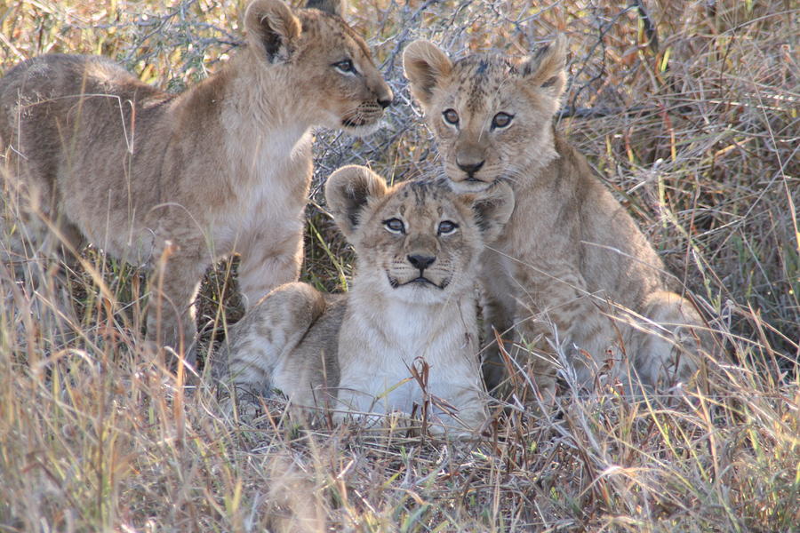 Curious Lion Cubs Photograph by Nancy Dunivin - Fine Art America