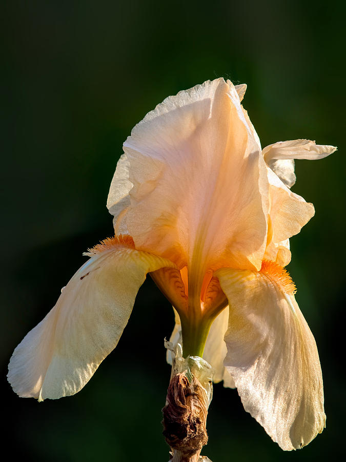 Iris Photograph - Cirrus Beauty 2 by Tomasz Dziubinski