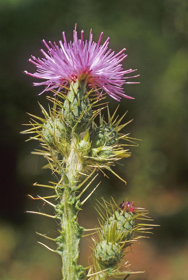 Flower Photograph - Cirsium creticum by Science Photo Library