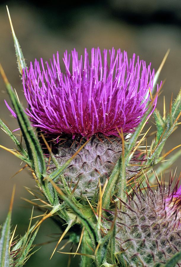 Cirsium Tenoreanum Photograph by Bruno Petriglia/science Photo Library ...