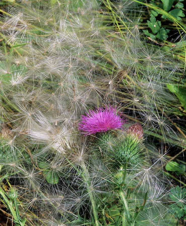 Cirsium Vulgare Flower And Seeds Photograph by Andrew Cowin/science Photo Library