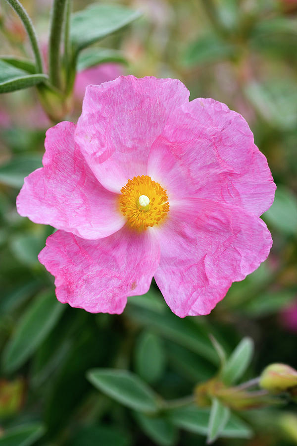 Cistus X Argenteus silver Pink Flower Photograph by Science Photo Library Cistus X Argenteus silver Pink Flower Photograph by Science Photo Library