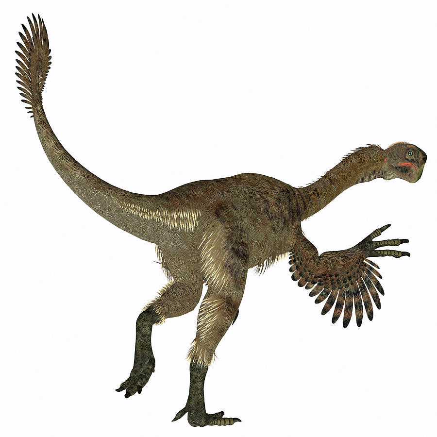 Citipati Female Dinosaur, White Photograph by Corey Ford
