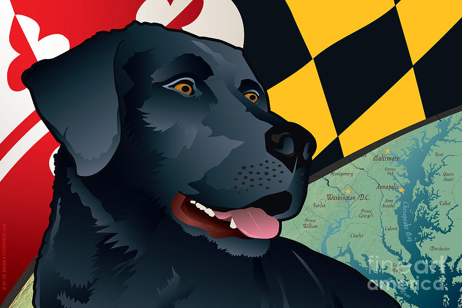 Labrador Retriever Digital Art - Maryland Black Lab by Joe Barsin