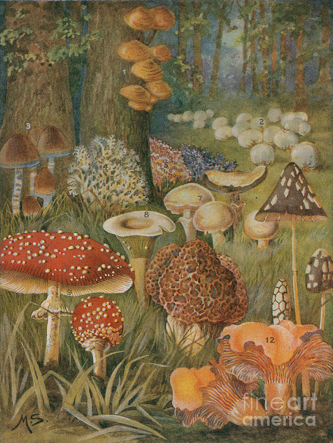 Citizens Of The Land Of Mushrooms Photograph by Science Source
