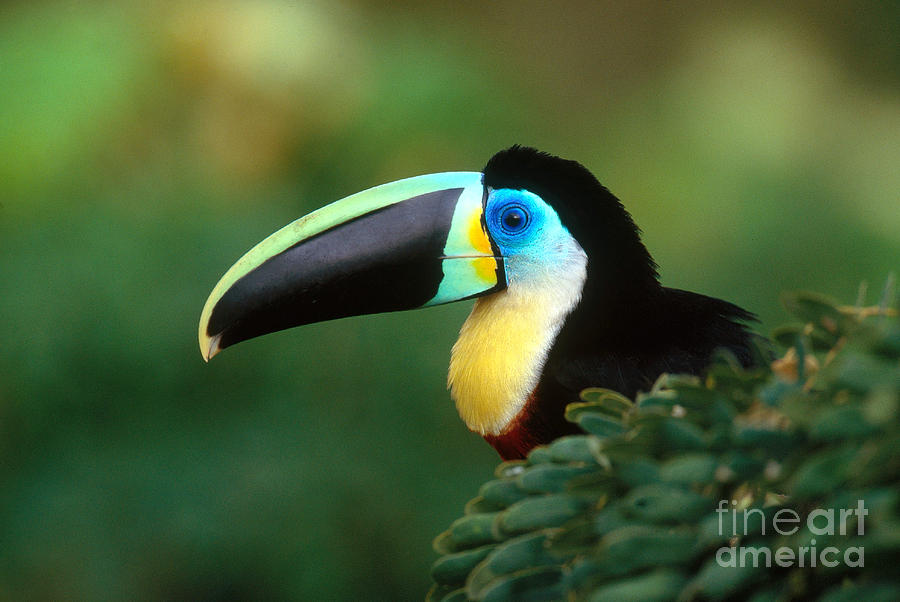 Toucan Photograph - Citron-throated Toucan by Art Wolfe