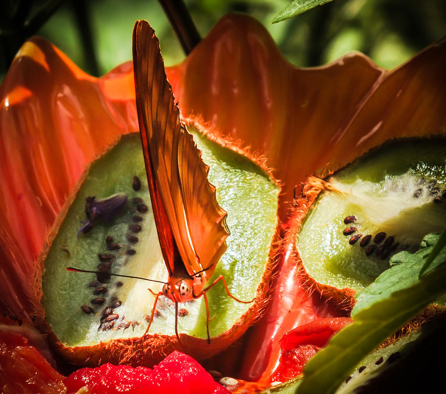 Citrus Butterfly Photograph by Karen Wiles