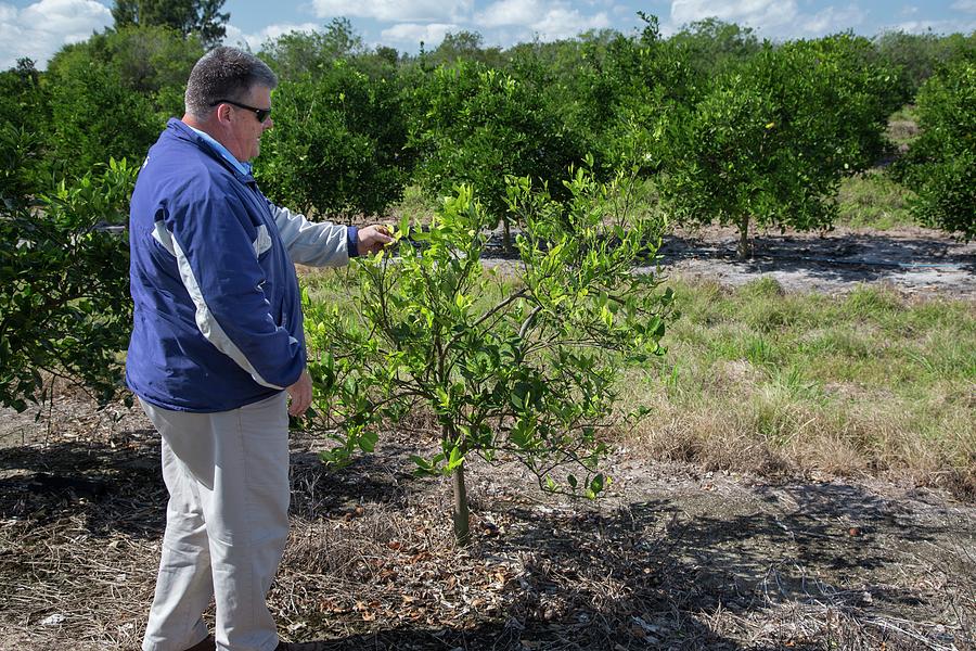 Citrus Farming Photograph by Science Photo Library Citrus Farming Photograph by Science Photo Library