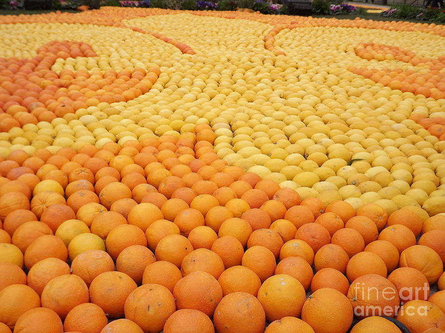 Lemon Photograph - Citrus Festival Menton by France  Art