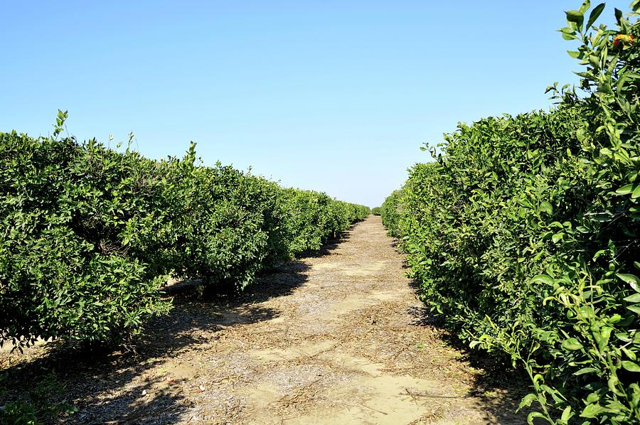 Citrus Grove Photograph by Photostock-israel/science Photo Library