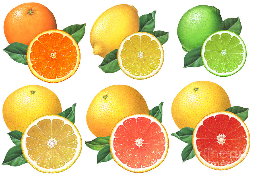 Orange Painting - Citrus Illustrations by Douglas Schneider Orange Painting - Citrus Illustrations by Douglas Schneider