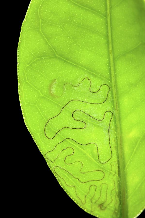 Citrus Leafminer In A Leaf Photograph by Peggy Greb/us Department Of Agriculture/science Photo Library