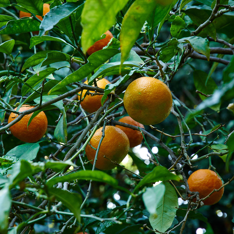 Citrus sinensis Photograph by Jouko Lehto