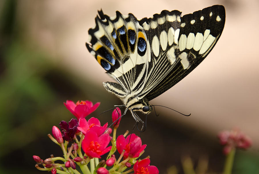 Butterfly Photograph - Citrus Swallowtail  by Saija Lehtonen
