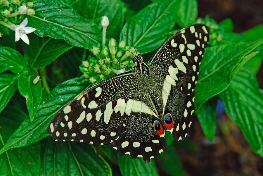 Citrus Swallowtail Photograph by Tam Ryan
