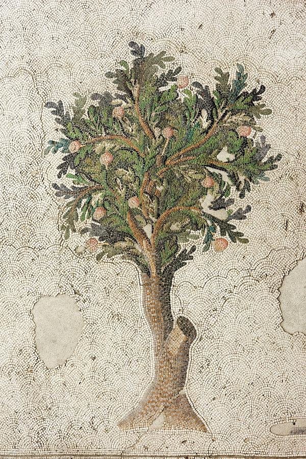 Citrus Tree Mozaic Photograph by Science Photo Library Citrus Tree Mozaic Photograph by Science Photo Library