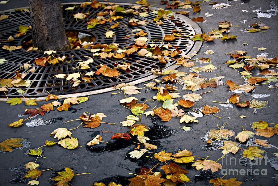 Paris sidewalk in fall Photograph by Elena Elisseeva