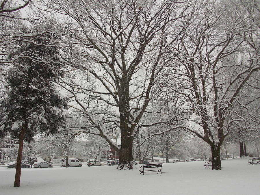 City Park in the Snow Photograph by Catherine Gagne