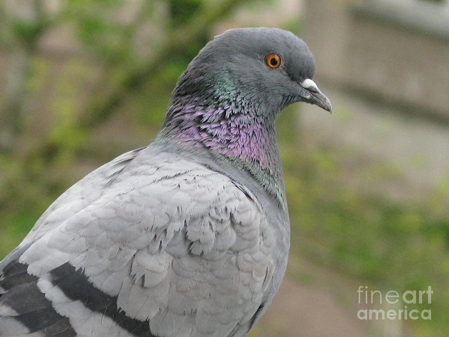 Nature Photograph - City Pigeon by Ausra Huntington nee Paulauskaite