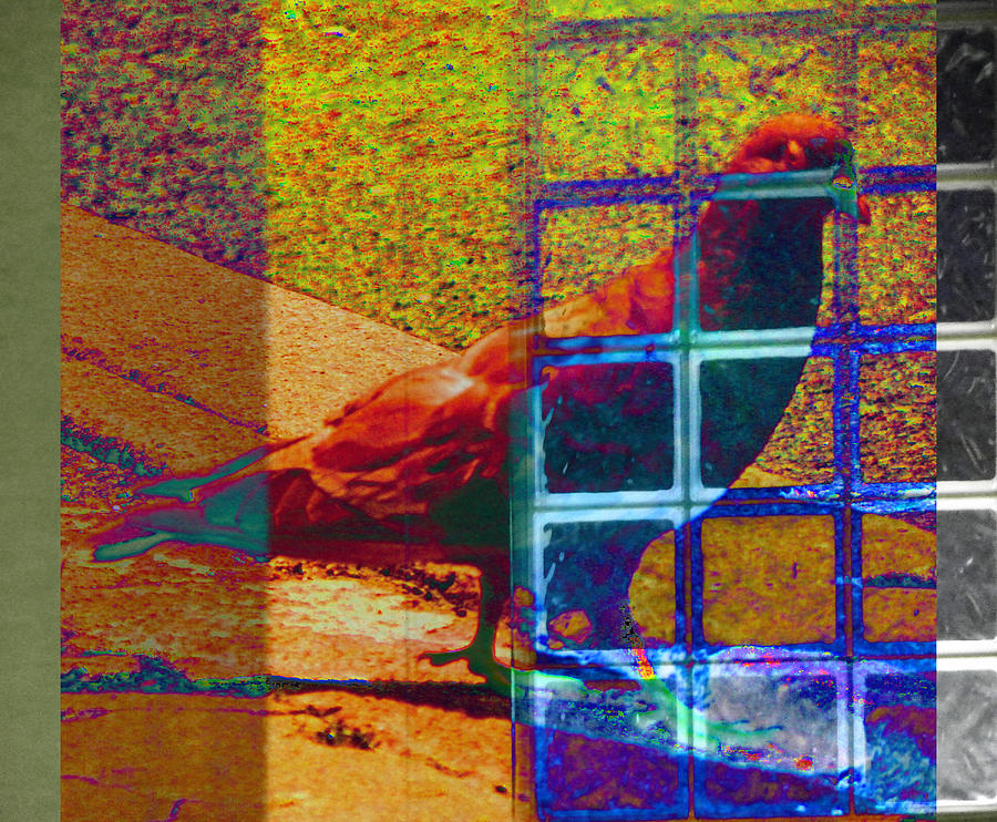Citybird Hiding Behind Glass Photograph by Lenore Senior