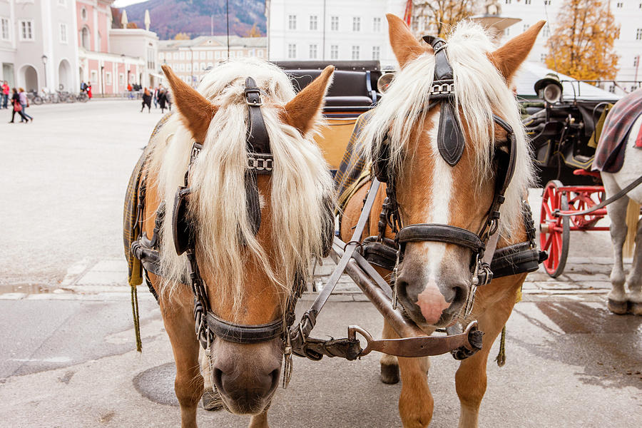 Transportation Photograph - Cityscape Horse Carriage Salzburg by Tom Norring
