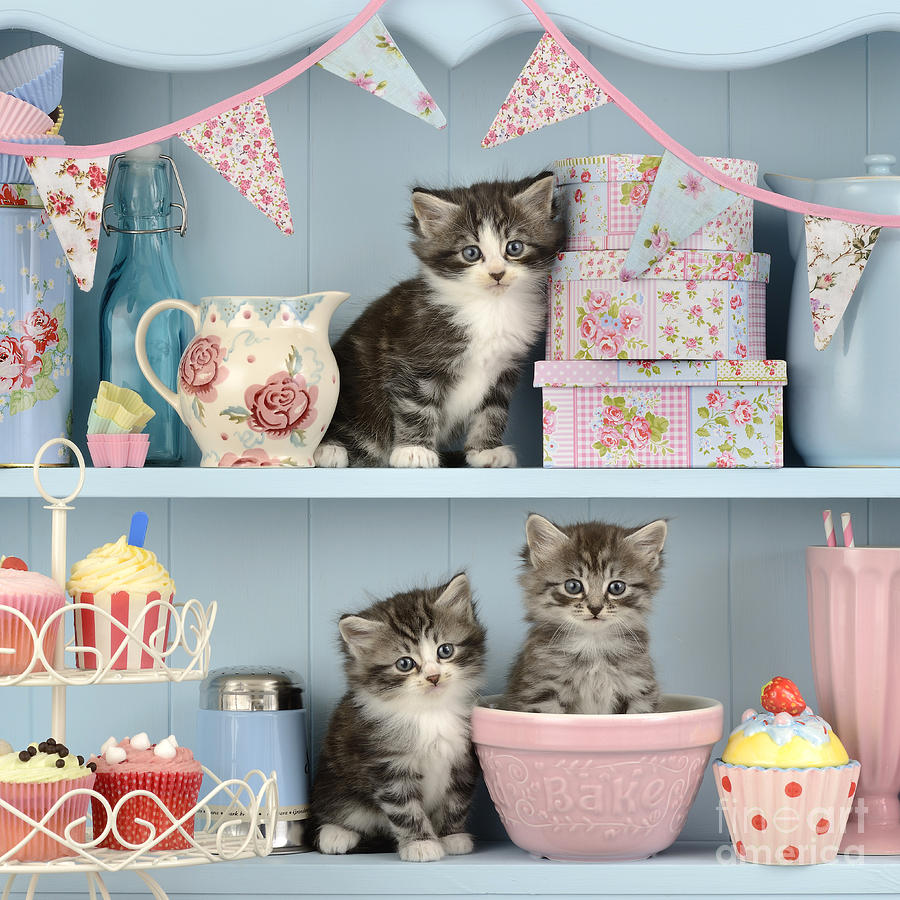 Vintage Photograph - Baking Shelf Kittens by MGL Meiklejohn Graphics Licensing