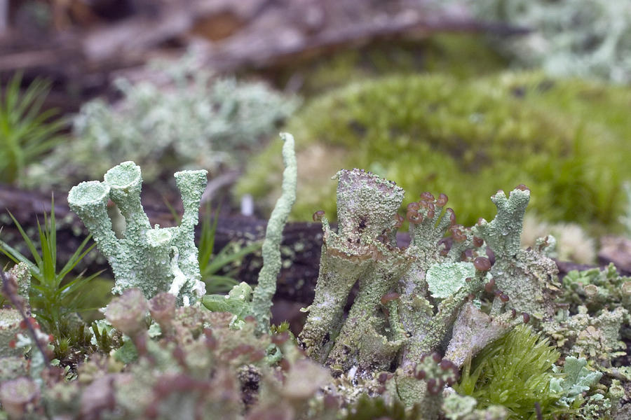 Cladonia Lichens Photograph by Paul Whitten